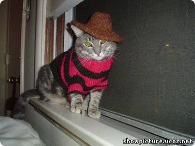 Наряженные кошки в вязаных пуловерах и свитерах